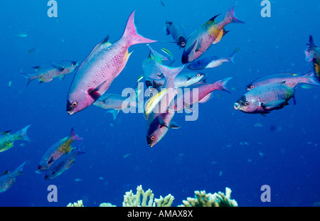 Creole Wrasse Clepticus Parrai Guadeloupe-Antillen-Karibik Stockfoto