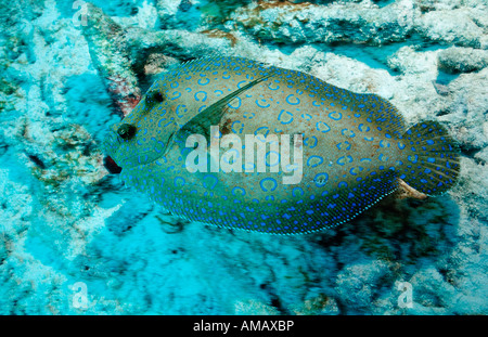 Peacock Flunder Bothus Lunatus Niederländische Antillen-Bonaire-Karibik Stockfoto