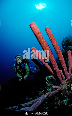 Taucher und Lavendel Ofenrohr Schwamm Aplysina Archeri Guadeloupe-Antillen-Karibik Stockfoto