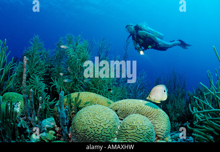 Taucher und Foureye Butterflyfish Chaetodontidae Capistratus Niederländische Antillen-Bonaire-Karibik Stockfoto