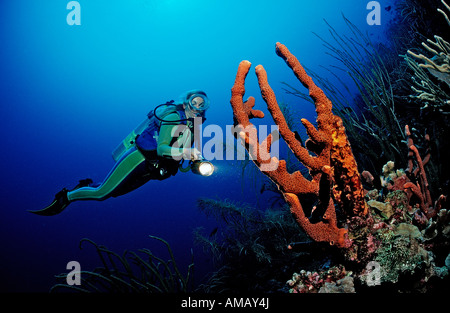 Taucher und Korallen Riff-Dominica-Französische Antillen-Karibik Stockfoto