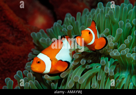 Zwei Clown Anemonefishes Amphiprion Ocellaris Indonesien Bali Indischer Ozean Stockfoto