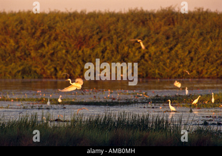 {Silberreiher] Australien Stockfoto