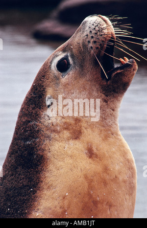 "Sea Lion", Australien Stockfoto
