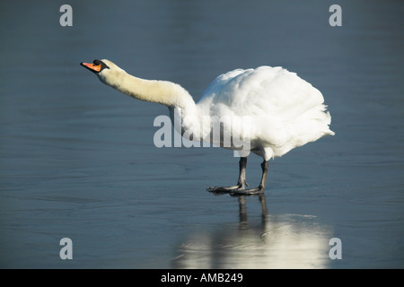 Höckerschwan Cygnus Olor stehen auf dem Eis mit Hals gestreckt Aufruf Welney norfolk Stockfoto