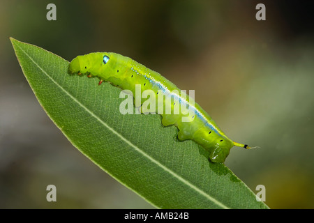 Oleander Hawkmoth Daphnis Nerii Larven ernähren sich von oleander Stockfoto