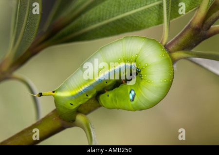 Oleander Hawkmoth Daphnis Nerii Larven ernähren sich von oleander Stockfoto