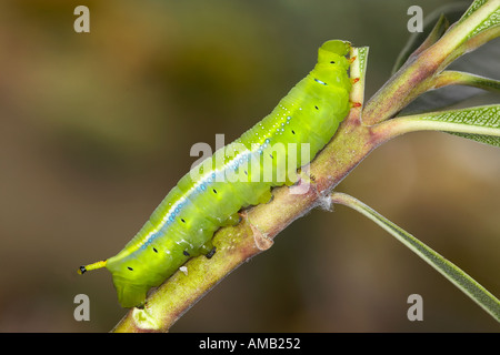 Oleander Hawkmoth Daphnis Nerii Larve Stockfoto