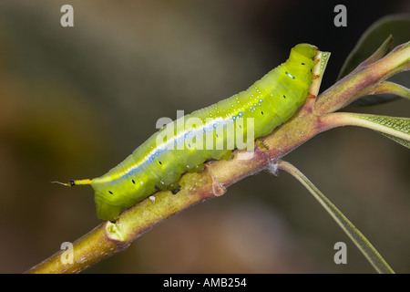 Oleander Hawkmoth Daphnis Nerii Larven ernähren sich von oleander Stockfoto