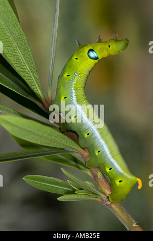 Oleander Hawkmoth Daphnis Nerii Larven ernähren sich von oleander Stockfoto