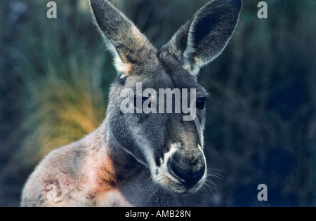 Känguru-Australien Stockfoto