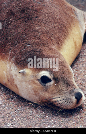 "Sea Lion", Australien Stockfoto