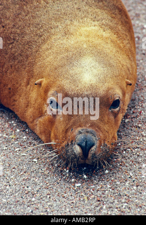 "Sea Lion", Australien Stockfoto