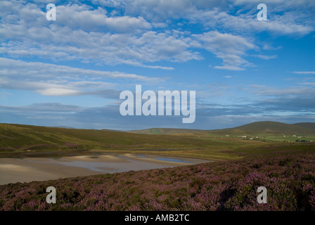 dh Waulkmill Bay ORPHIR ORKNEY Purple Heidekraut über Sandbucht Kurzurlaub Frieden blauen Himmel weit Stockfoto