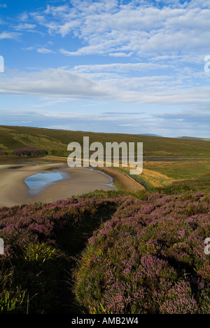 dh Waulkmill Bay ORPHIR ORKNEY Fußweg durch violette Heide hinunter Zum sandigen Bucht Fußweg Strand Ufer Sand Stockfoto