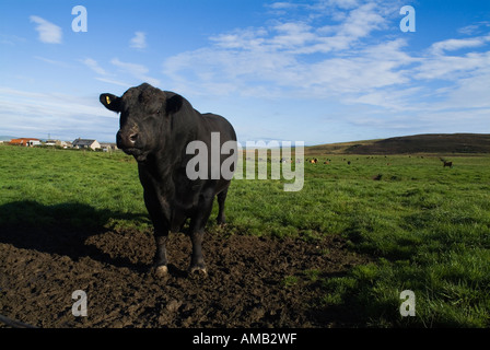 dh Cow ANIMALS UK Aberdeen Angus Rinderbulle mit Kuhrindern im Feld Orkney britische Tierzucht Stockfoto