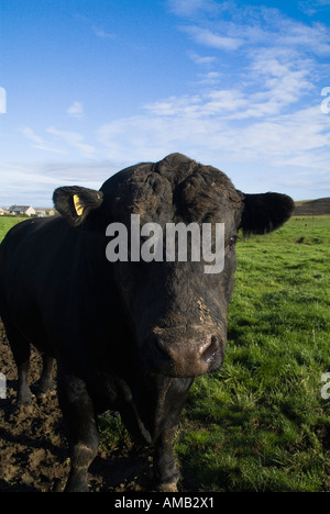 Dh Kuh TIERE Großbritannien Aberdeen Angus Rindfleisch Stammbaum Stier im Feld Orkney Stockfoto