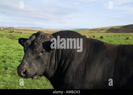 Dh Kuh TIERE Großbritannien Aberdeen Angus Rindfleisch Bull und Kuhherde im Feld Orkney Stockfoto