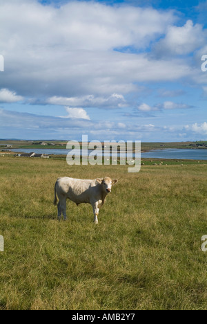 dh JUNGRINDKUHKÜHE UK NUTZTIERE im Feld Orkney allein ein Haustier niemand Stockfoto