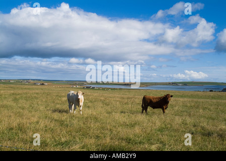 Dh Kuh TIERE UK junge Rinder im Feld Mühle Sand Tankerness Orkney Stockfoto