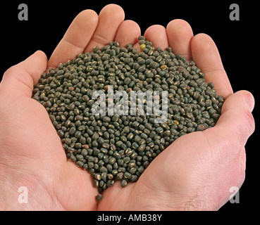 HANDVOLL SCHWARZE MUNGOBOHNEN Stockfoto
