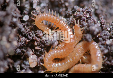 Westliche gelbe Tausendfüßler - Stigmatogaster Subterranea. Bezeichnet eine Wireworm. Stockfoto