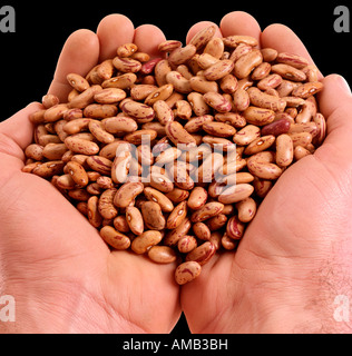 HANDVOLL KRABBE AUGE BOHNEN Stockfoto