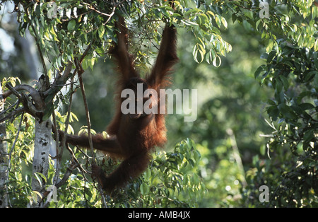 Orang Utan, Orang-Utan, Orang-Outang (Pongo Pygmaeus), hängen an einem Ast, Indonesien, Borneo Stockfoto