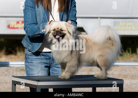 Pekinese Hund auf Tisch Stockfoto