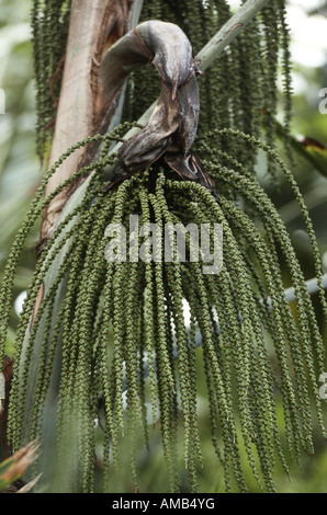 Burmesische Fishtail-Palme (Caryota Mitis), Fruchtstand Stockfoto