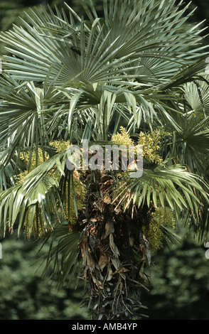 Hanf Palme (Trachycarpus Fortunei), blühen Stockfoto