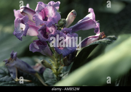 Persische Schild (Strobilanthus Dyerianus, Perilepta Dyeriana), Blume Stockfoto