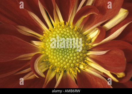 Georgina (Dahlia spec.), Blütenstand, Makroaufnahme Stockfoto