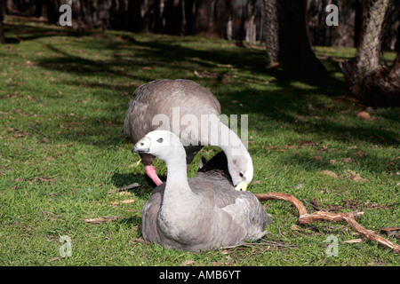 Cape kargen Gans paar Balz-Cereopsis novaehollandiae Stockfoto