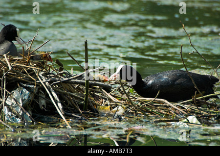 Blässhühner mit jungen Stockfoto