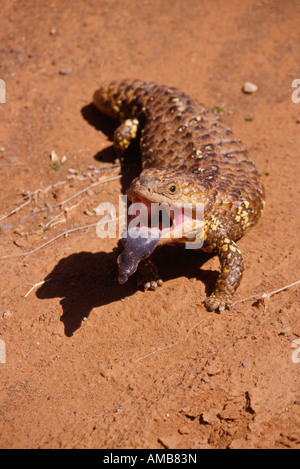 ^ Stumpy Tail Eidechse, Australien Stockfoto