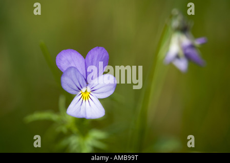 nach Herzenslust Leichtigkeit, Stiefmütterchen, wilde Stiefmütterchen, drei farbige Veilchen (Viola Tricolor), Blume, Deutschland, Nordrhein-Westfalen, Eifel NP Stockfoto