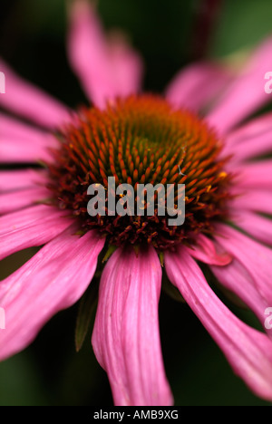 Nahaufnahme Makroaufnahme einer Blume von Echinacea Purpurea Kims kniehohe auch bekannt als die Blumen lila Kegel Stockfoto