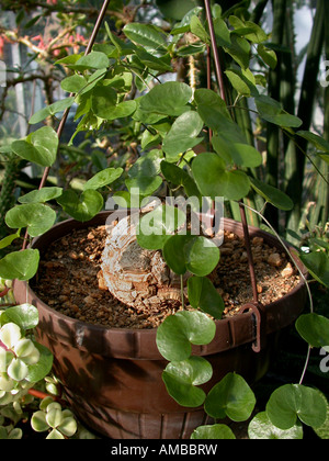 Der Elefantenfuß, Hottentotten Brot (Dioscorea Elephantipes, Testudinaria Elephantipes), hängenden Korb Pflanzen Stockfoto
