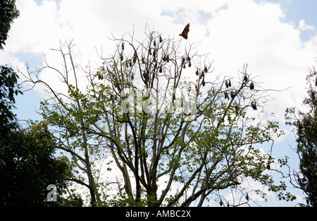 Australische Greyheaded Flughunde, Pteropus Poliocephalus Schlafplatz im Baum in der Tageszeit. Stockfoto