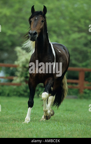 Mangalarga Marchador (Equus Caballus) Hengst Trab über Wiese Stockfoto