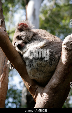 Koala, Phascolarctos Cinereus, schlafen im Eukalyptusbaum. Stockfoto