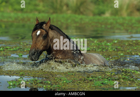 Kruppe Marchador (Equus Caballus), Hengst, Schwimmen Stockfoto