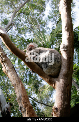 Koala, Phascolarctos Cinereus, schlafen im Eukalyptusbaum. Stockfoto