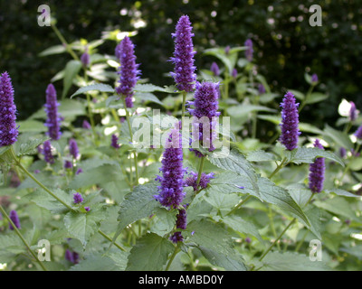 riesige Ysop, Brennnessel Blatt Riesen Ysop (Wildform Urticifolia), blühen Stockfoto