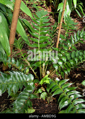 Japanische Stechpalme Farn (Cyrtomium Falcatum, Polysticum Falcatum), einzelne Pflanze Stockfoto