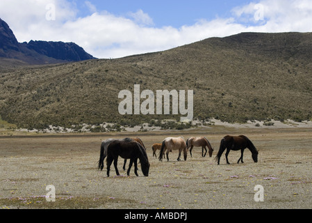 Wildhorse (Equus Przewalskii F. Caballus), wilde Pferde in den Cotopaxi Nationalpark, Ecuador, Cotopaxi Nationalpark Stockfoto