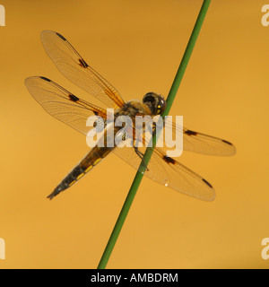 vier-spotted Libellula, vier-spotted Chaser, vier Spot (Libellula Quadrimaculata), am Grashalm Stockfoto