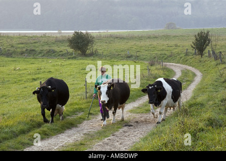 Hausrind (Bos Primigenius F. Taurus), Polieren Sie ihre Landsfrau treibt die Kühe zu melken, Polen, Masuren Stockfoto