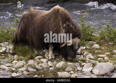 Moschusochsen (Ovibos Moschatus), männliche Weiden am Ufer eines Baches, Norwegen, Dovrefjell, Dovrefjell Nationalpark Stockfoto